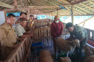 Baznas Cilacap Layanani DAM Haji, Siapkan 250 Kambing untuk Jemaah