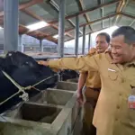 Stok Hewan Kurban Cilacap Aman, Permintaan Sapi Iduladha 1447 H Malah Naik