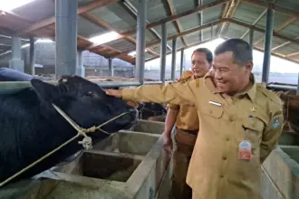 Stok Hewan Kurban Cilacap Aman, Permintaan Sapi Iduladha 1447 H Malah Naik