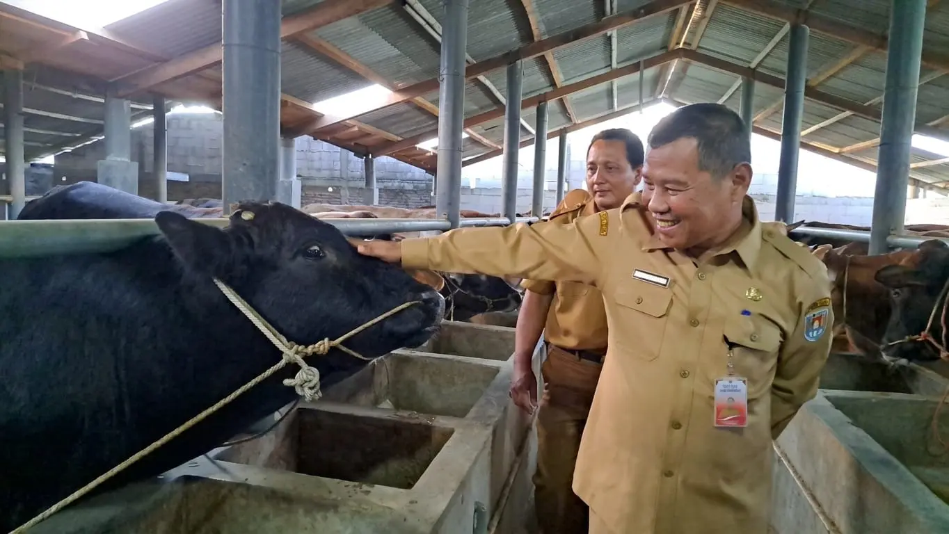 Stok Hewan Kurban Cilacap Aman, Permintaan Sapi Iduladha 1447 H Malah Naik