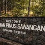 hutan pinus sawangan