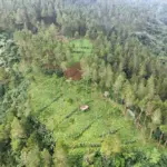Peringatan! Kerusakan Hutan Jadi Pemicu Banyak Bencana 
