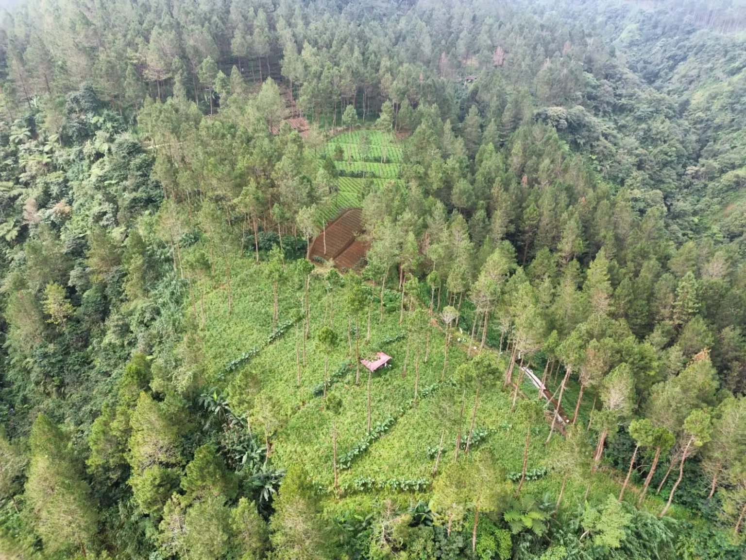 Peringatan! Kerusakan Hutan Jadi Pemicu Banyak Bencana