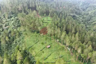 Peringatan! Kerusakan Hutan Jadi Pemicu Banyak Bencana 