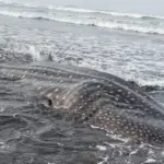 Paus Tutul Raksasa Terdampar di Pantai Nusawungu, Warga Sempat Berusaha Selamatkan