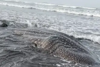 Paus Tutul Raksasa Terdampar di Pantai Nusawungu, Warga Sempat Berusaha Selamatkan