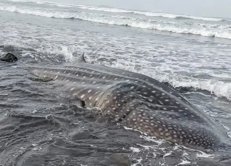 Paus Tutul Raksasa Terdampar di Pantai Nusawungu, Warga Sempat Berusaha Selamatkan