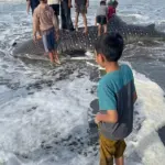 Paus tutul terdampar di Pantai Pagubugan Binangun Cilacap. (Dok).