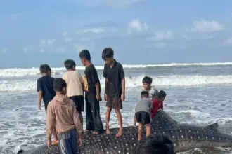 Paus tutul terdampar di Pantai Pagubugan Binangun Cilacap. (Dok).