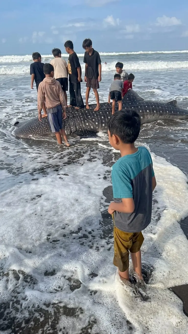 Paus tutul terdampar di Pantai Pagubugan Binangun Cilacap. (Dok).