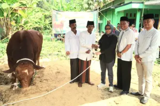 Sapi Jumbo Bobot 1 Ton Bantuan Presiden Prabowo Disembelih di Kedungreja Cilacap