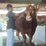 Sapi kurban pilihan Presiden Prabowo dari Cilacap berbobot lebih dari 1 ton. (Dispertan).