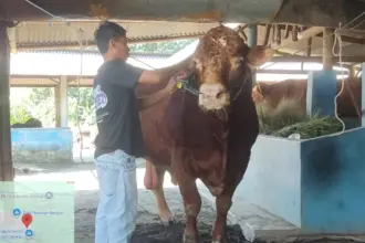 Sapi kurban pilihan Presiden Prabowo dari Cilacap berbobot lebih dari 1 ton. (Dispertan).