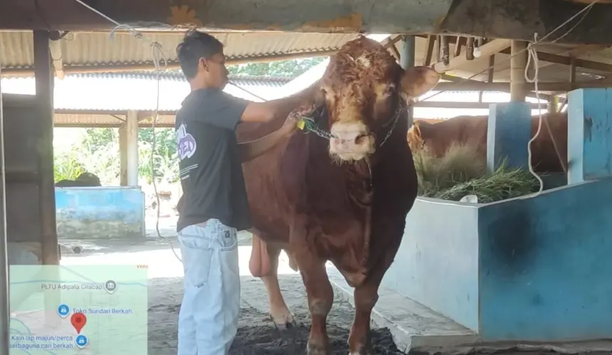 Sapi kurban pilihan Presiden Prabowo dari Cilacap berbobot lebih dari 1 ton. (Dispertan).