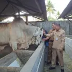 Sapi Raksasa dari Maos Cilacap Terjual Rp80 Juta, Berat Nyaris 1 Ton