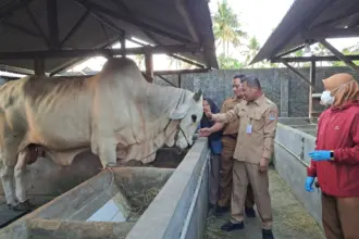 Sapi Raksasa dari Maos Cilacap Terjual Rp80 Juta, Berat Nyaris 1 Ton