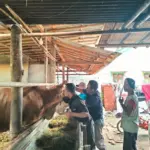 Jelang Iduladha, Cilacap Genjot 5.000 Vaksin Sapi, 160 Petugas Turun Lapangan