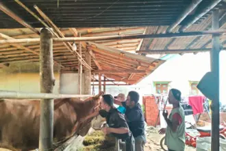 Jelang Iduladha, Cilacap Genjot 5.000 Vaksin Sapi, 160 Petugas Turun Lapangan
