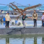 Tambak Udang Modern Kebumen