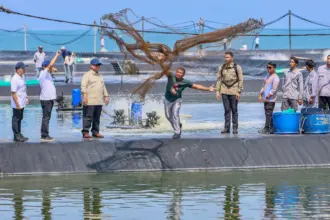 Tambak Udang Modern Kebumen