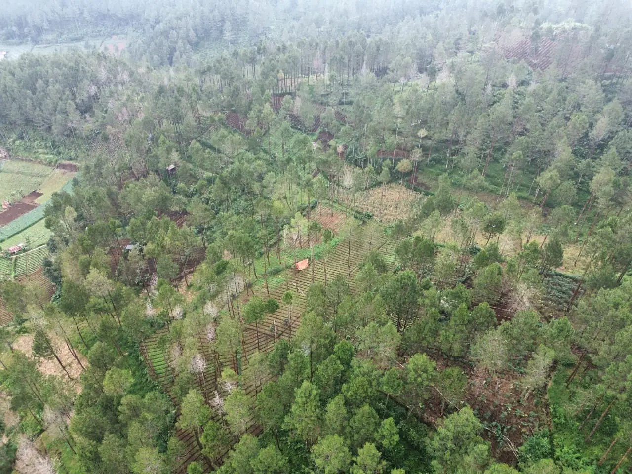 Penampakan kondisi hutan Perhutani wilayah Desa Jatilawang Kecamatan Wanayasa pada 14 Juni 2026. (Foto: Relawan PETA Banjarnegara)
