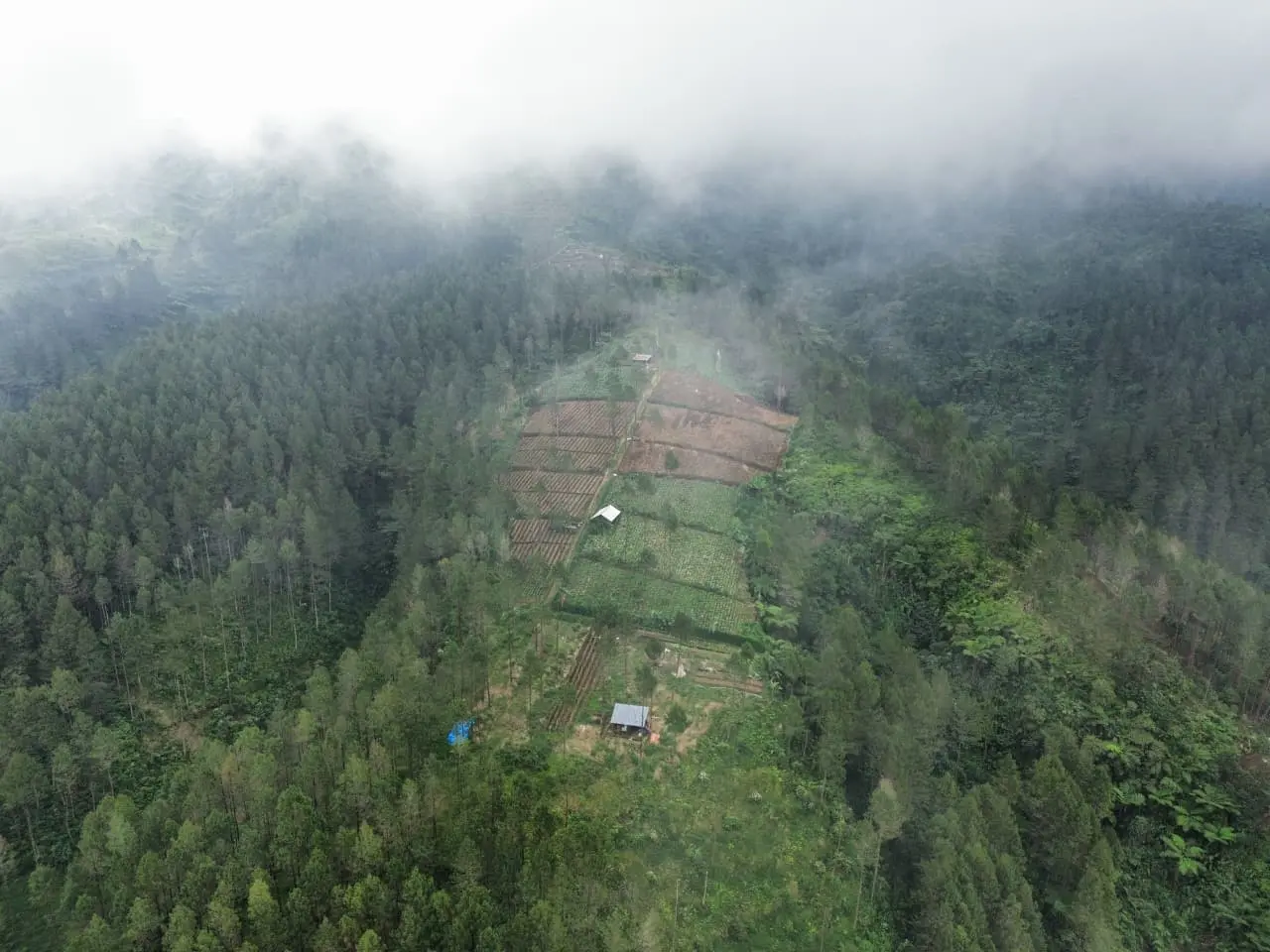 Penampakan kondisi hutan Perhutani wilayah Desa Jatilawang Kecamatan Wanayasa pada 14 Juni 2026. (Foto: Relawan PETA Banjarnegara)