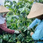 Kopi senggani, unggulan Banjarnegara