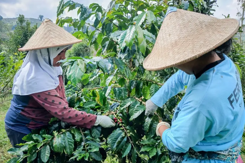 Kopi senggani, unggulan Banjarnegara