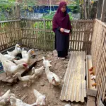 Kisah Sukses Windi Warga Banjarnegara, Manfaatkan Sampah Organik Rumah Tangga Jadi Telur dan Rupiah