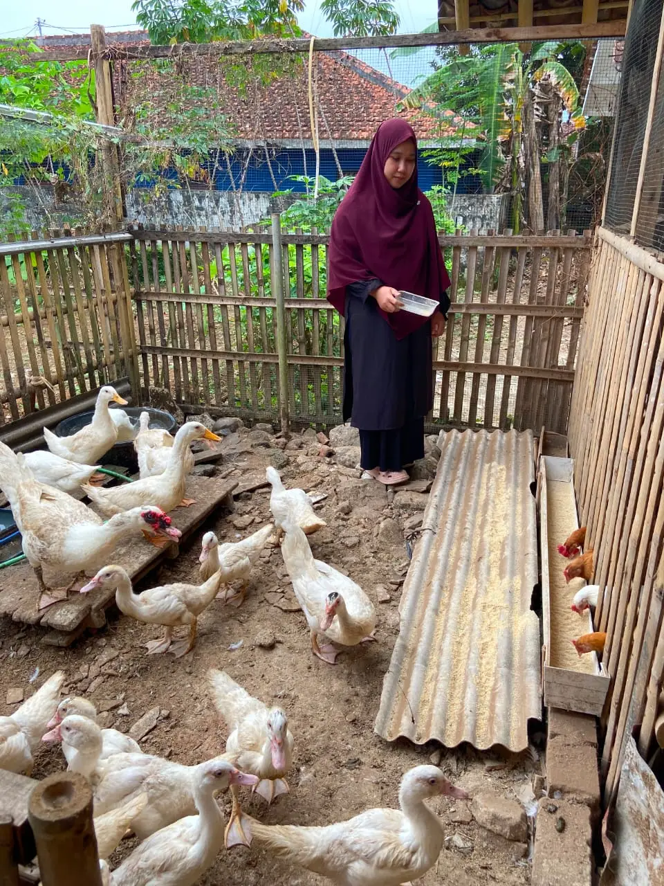 Kisah Sukses Windi Warga Banjarnegara, Manfaatkan Sampah Organik Rumah Tangga Jadi Telur dan Rupiah